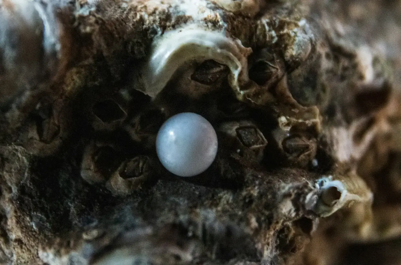 A pearl in its shell